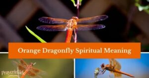 dragonfly spiritual meaning